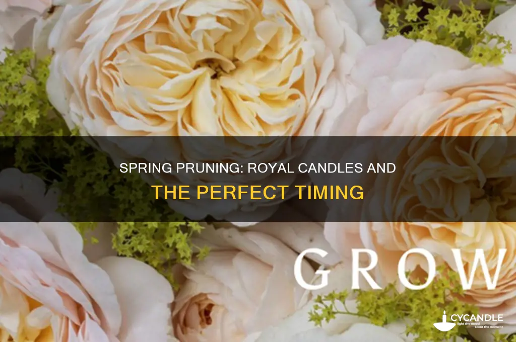 when to cut back royal candles