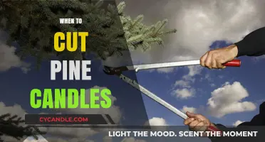 Spring Pruning: Trimming Pine Candles for Healthy Growth