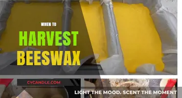 Harvesting Beeswax: Timing Tips for Optimal Quality and Yield