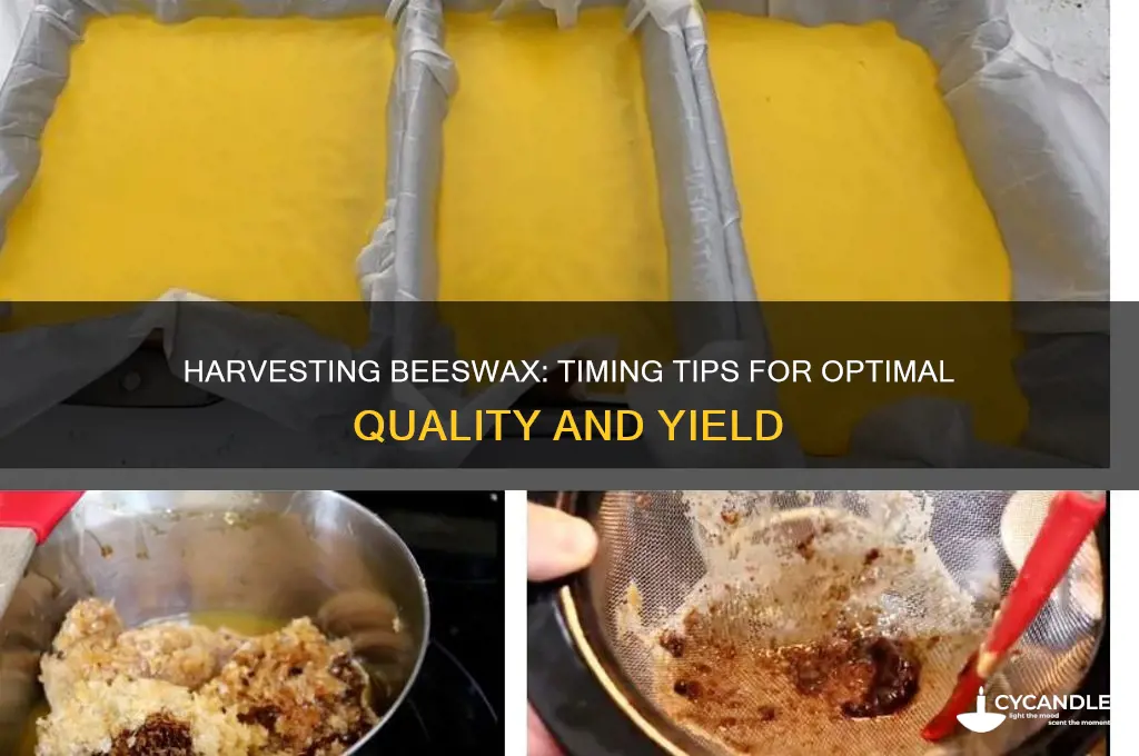 when to harvest beeswax