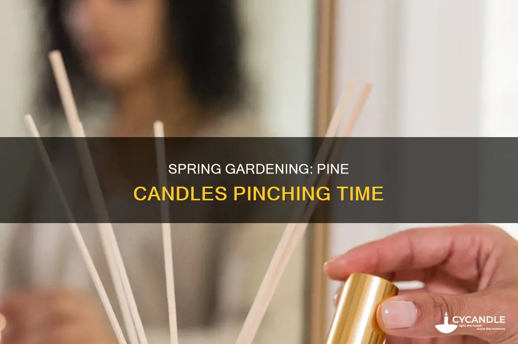 when to pinch pine candles
