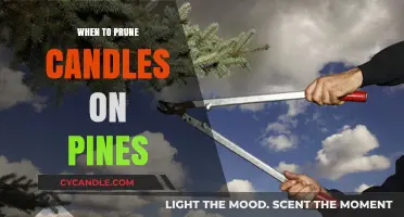 Pruning Pine Candles: The Best Time to Trim