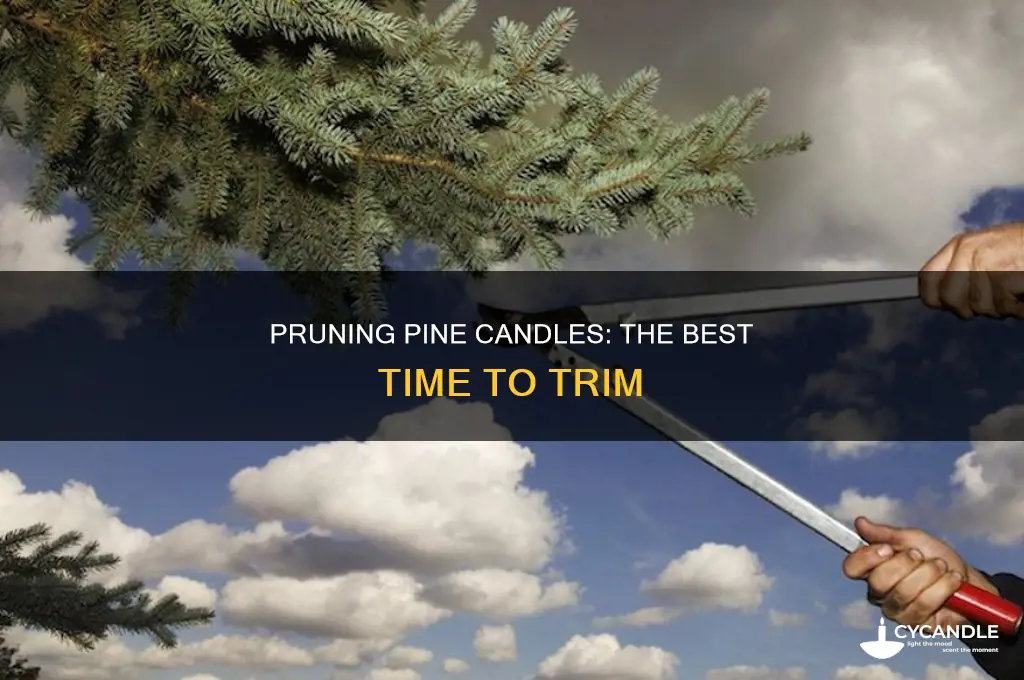 when to prune candles on pines