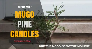 Best Time to Prune Mugo Pine Candles: A Guide