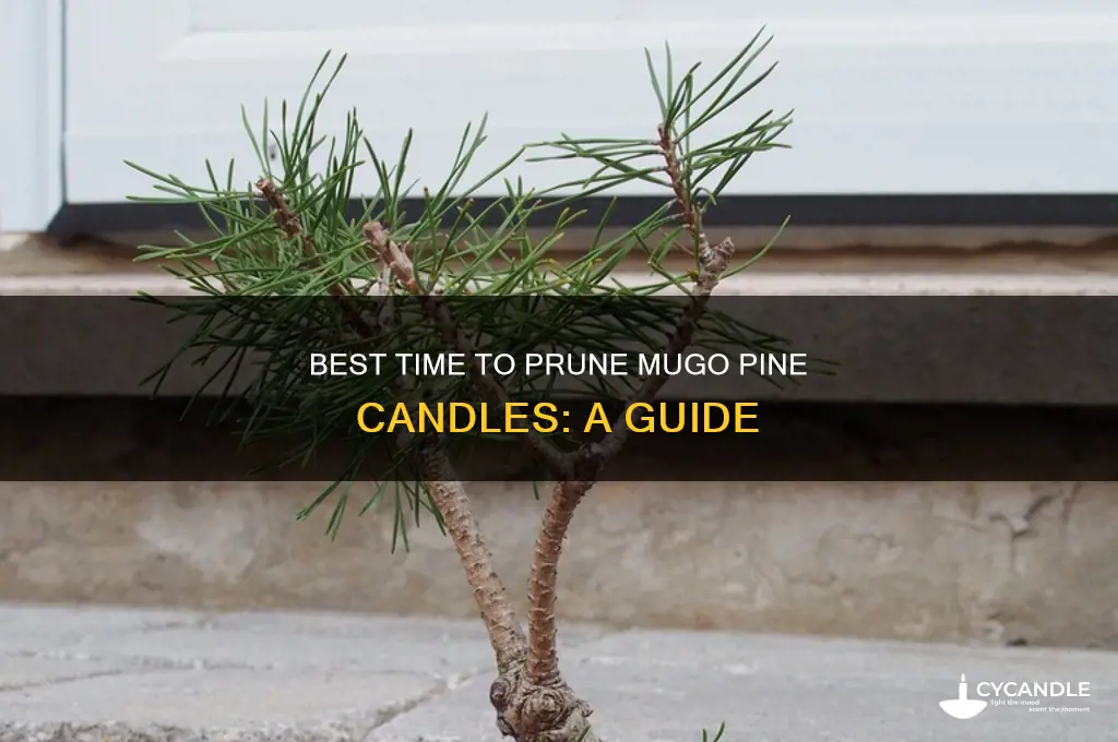 when to prune mugo pine candles