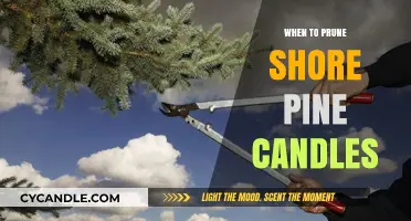 Spring Pruning Guide for Shore Pine Candles