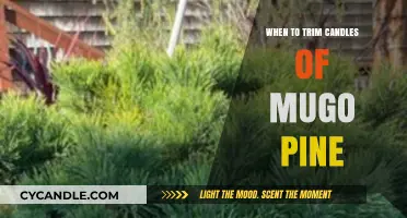Trimming Mugo Pine Candles: The Perfect Timing for a Healthy Shape