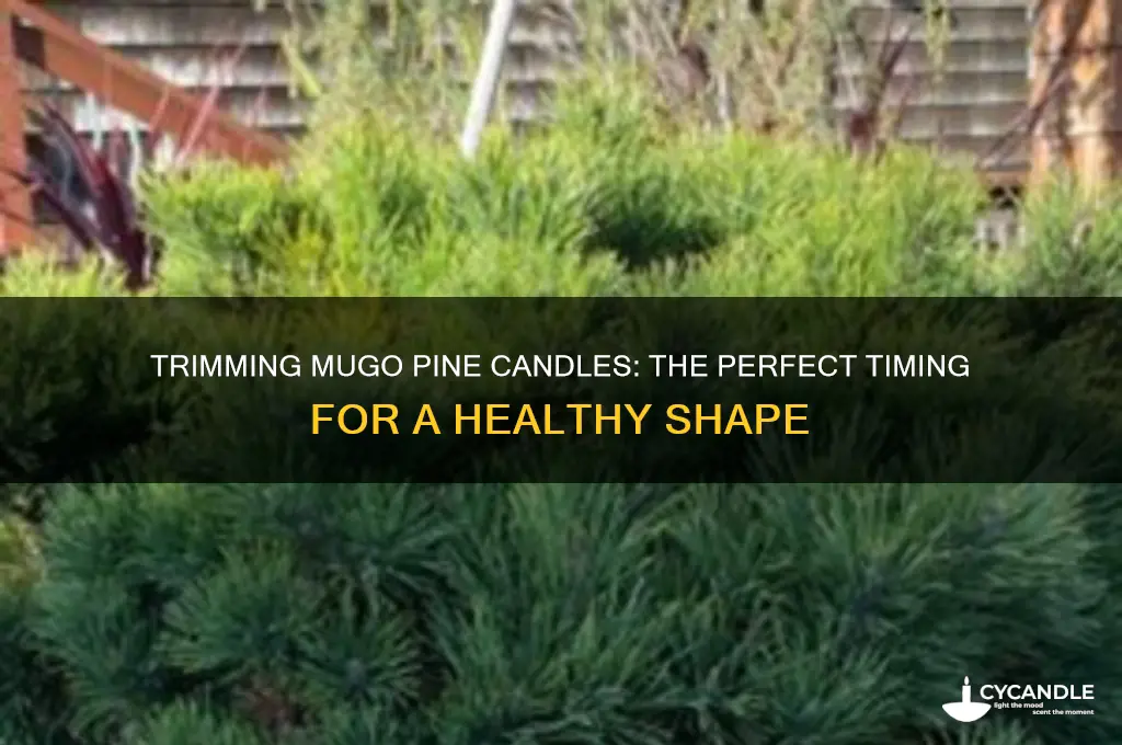 when to trim candles of mugo pine