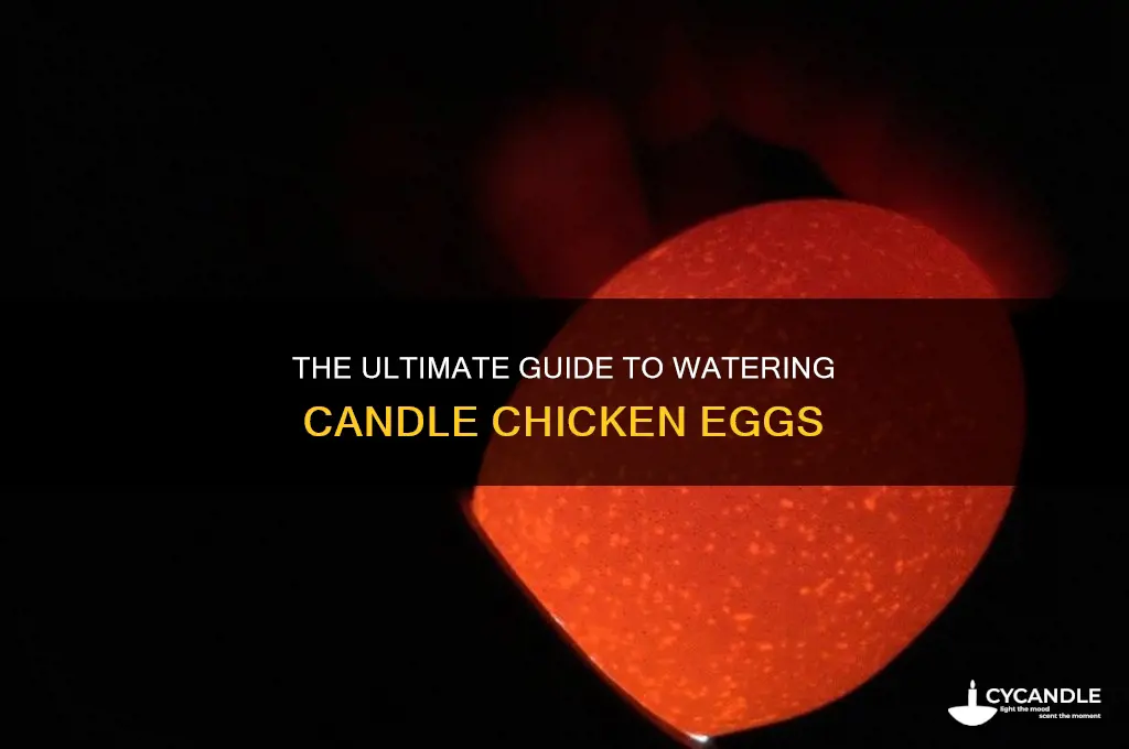 when to water candle chicken eggs
