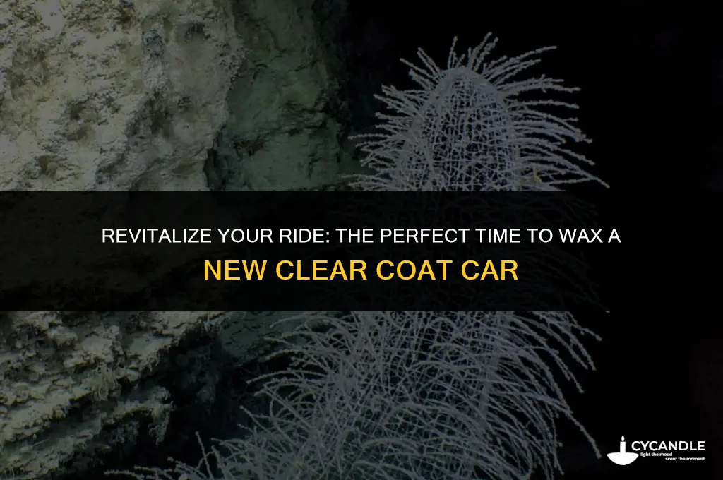 when to wax a car with new clearcoat