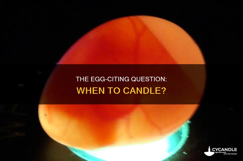 when will we candle the egg