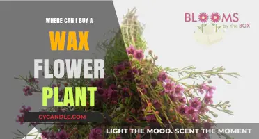 Discover the Best Places to Buy Wax Flower Plants Online and Locally