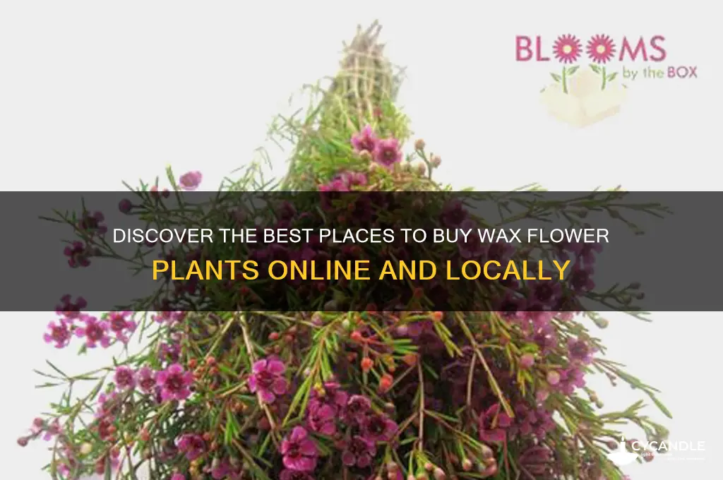 where can i buy a wax flower plant