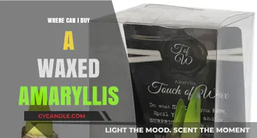 Where to Buy Waxed Amaryllis: Top Retailers and Online Stores
