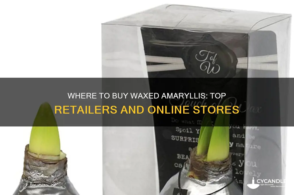 where can i buy a waxed amaryllis