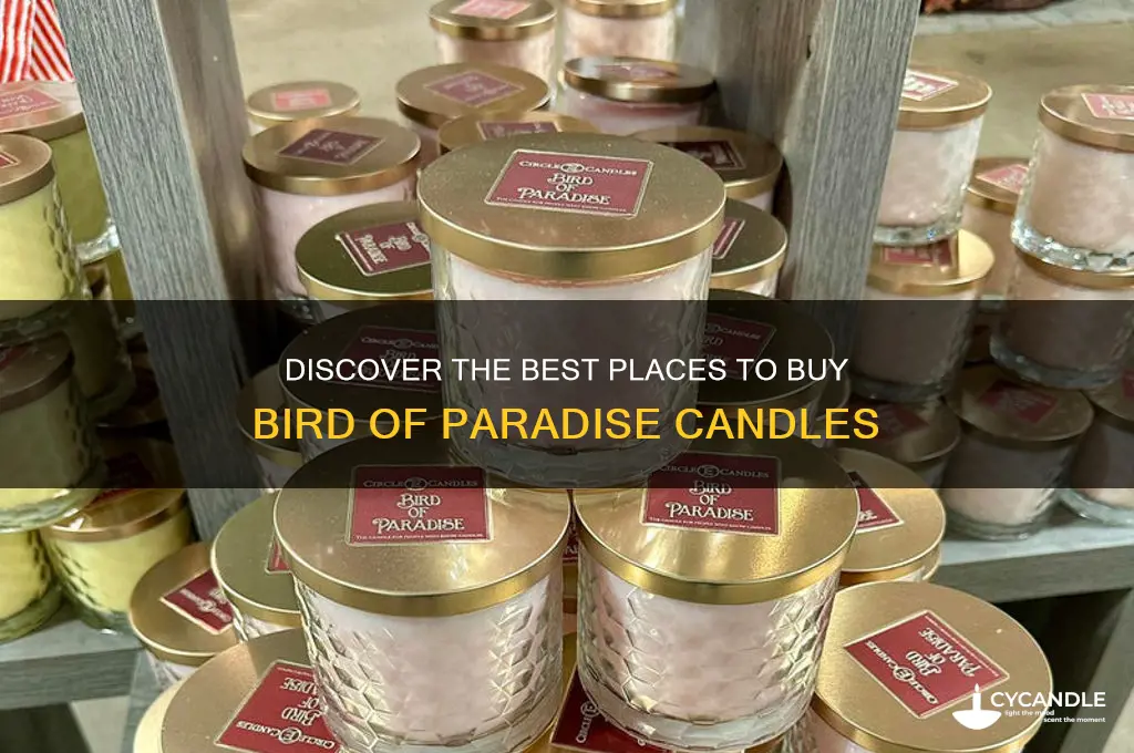 where can i buy bird of paradise candle