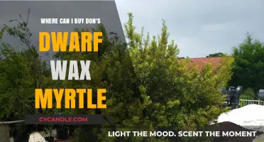 Where to Buy Don's Dwarf Wax Myrtle: Top Nurseries & Online Sources
