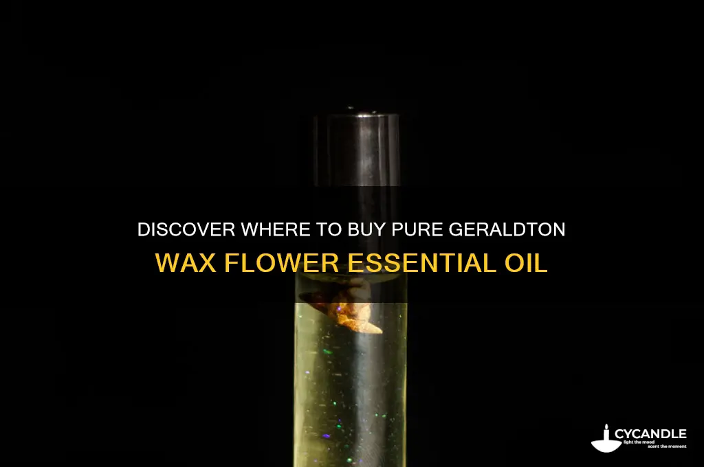 where can i buy geraldton wax flower essential oil