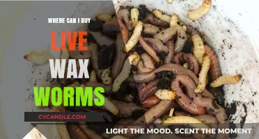 Best Places to Buy Live Wax Worms for Your Pets