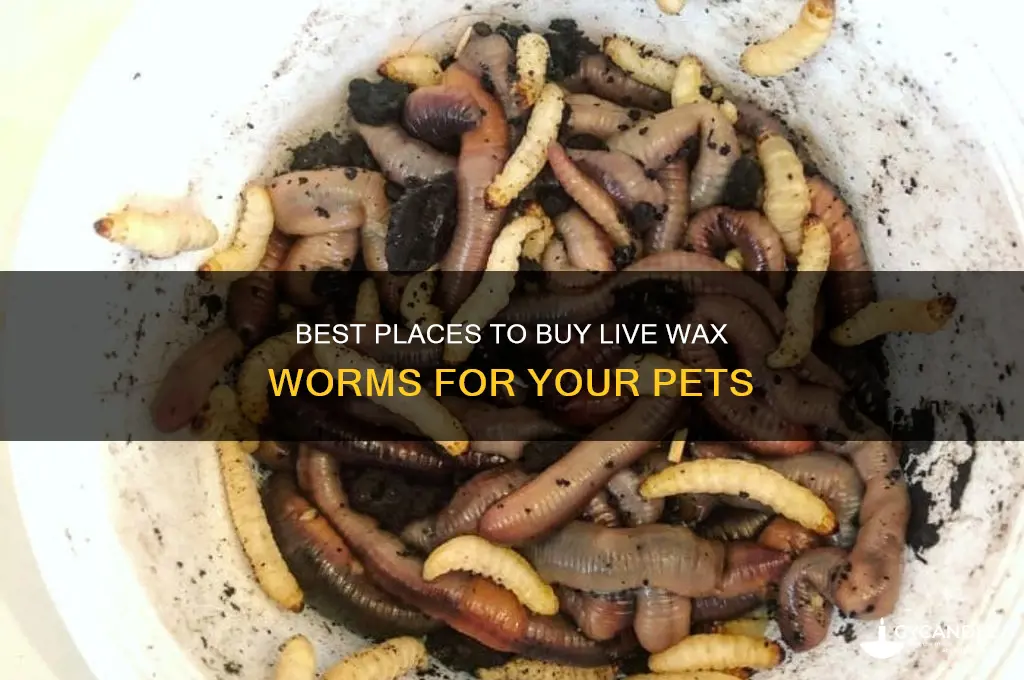 where can i buy live wax worms