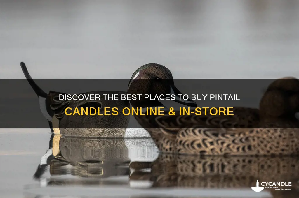 where can i buy pintail candles