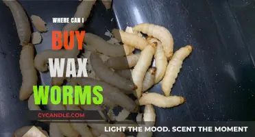 Where to Buy Wax Worms: Top Sources for Reptile and Fishing Enthusiasts