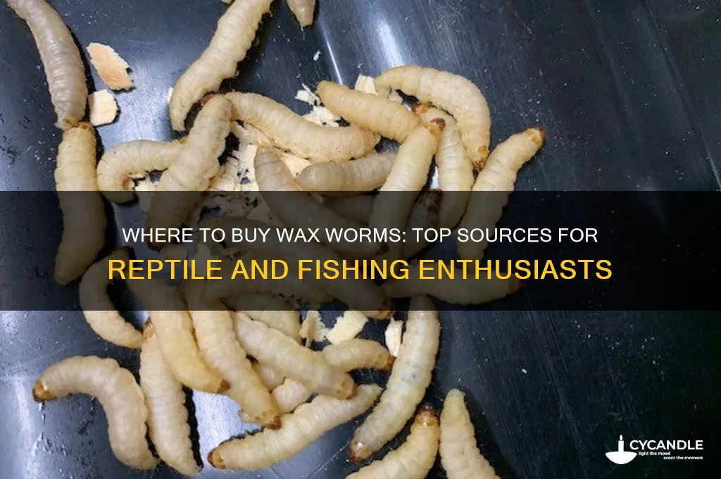 where can i buy wax worms