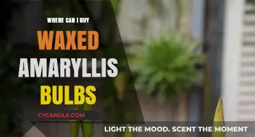 Discover Top Retailers to Buy Waxed Amaryllis Bulbs Online & In-Store