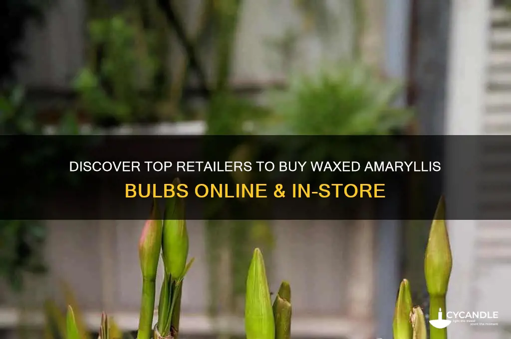 where can i buy waxed amaryllis bulbs