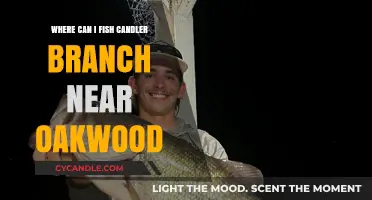 Fishing Spots on Candler Branch Near Oakwood: A Local's Guide