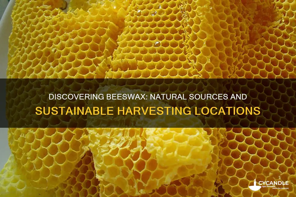 where can you find beeswax