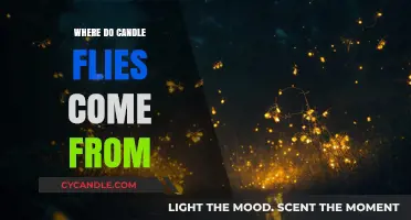 The Mysterious Origins of Candle Flies