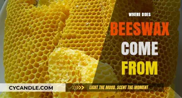 The Surprising Source of Beeswax: A Journey Inside the Hive