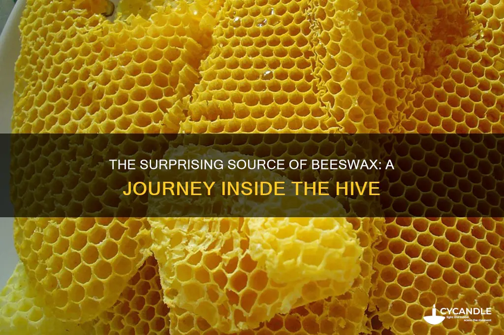 where does beeswax come from