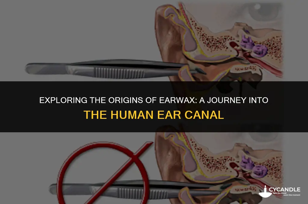 where is ear wax made