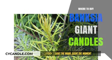 Where to Buy Banksia Giant Candles: Top Retailers and Tips