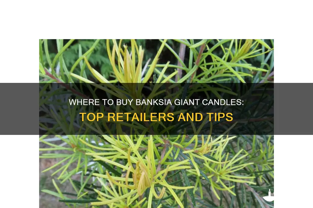 where to buy banksia giant candles