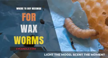 Best Places to Buy Beeswax for Raising Healthy Wax Worms