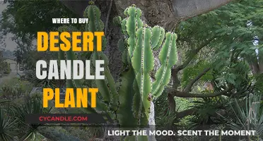 Discover the Best Places to Buy Desert Candle Plants Online