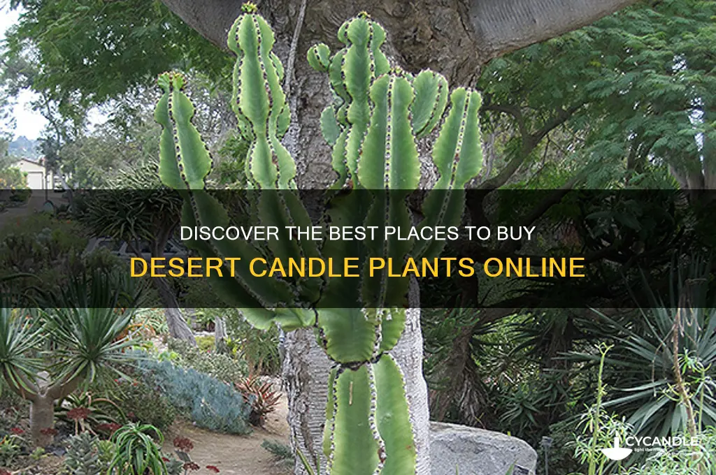 where to buy desert candle plant