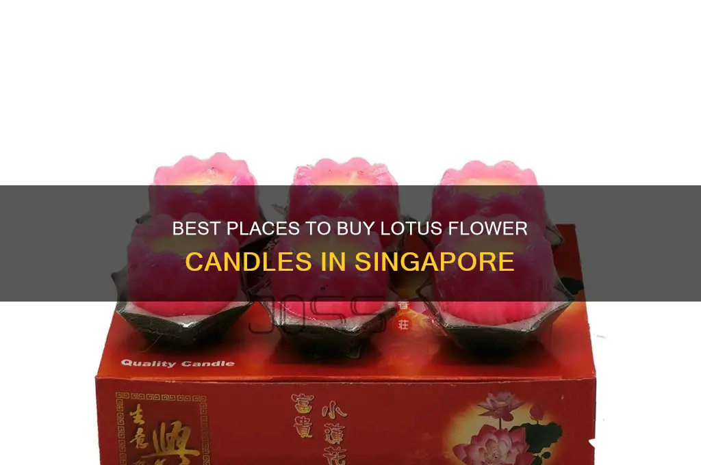 where to buy lotus flower candle in singapore