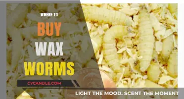 Discover the Best Sources for Purchasing Live Wax Worms Online