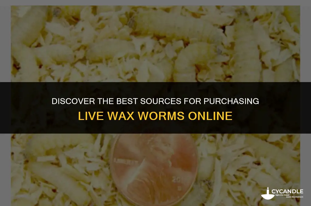 where to buy wax worms