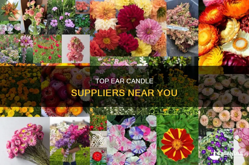 where to find ear candles 46307