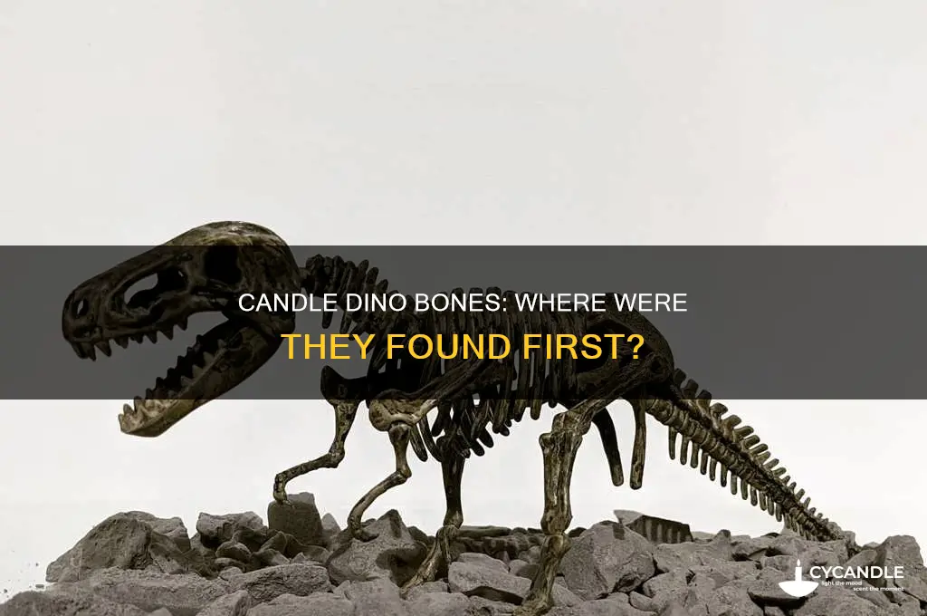 where was the first candle dinosaur bones found