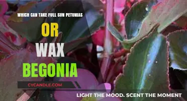 Petunias vs. Wax Begonias: Which Thrives Best in Full Sun?