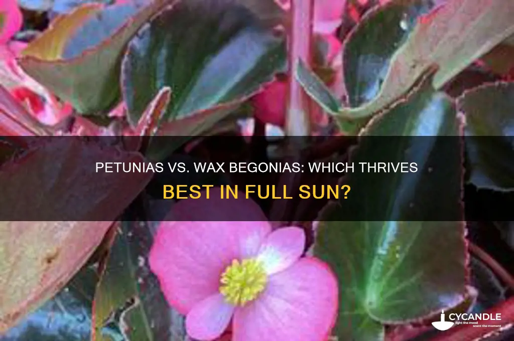 which can take full sun petunias or wax begonia