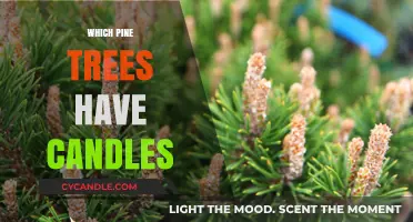 Pine Tree Candles: Identifying Species by Their Unique Feature