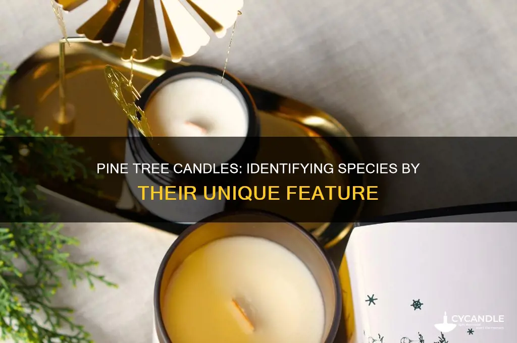 which pine trees have candles