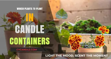 Candle Containers: Best Plants for Repurposing